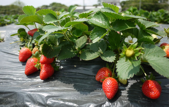 Strawberries in Maharashtra and Meghalaya