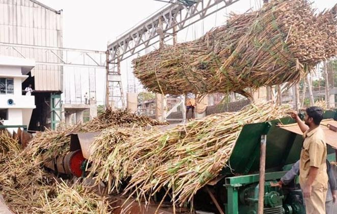 Techniques of extracting and purifying sugar.