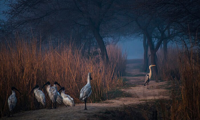 Sultanpur Bird Sanctuary in Haryana