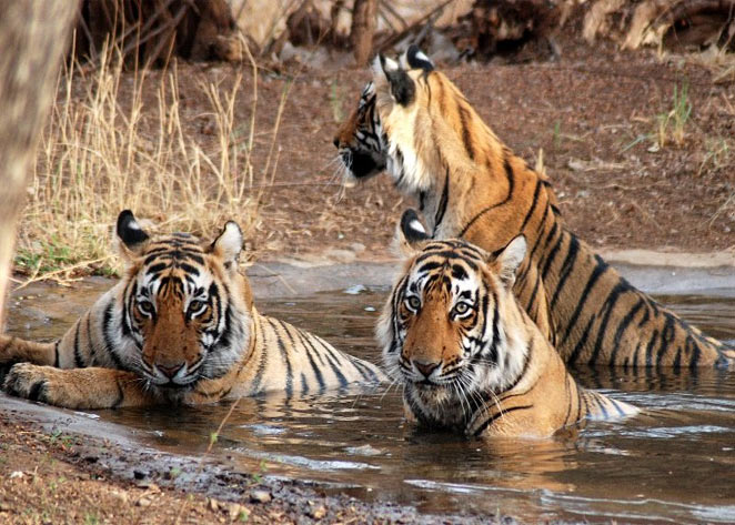Tadoba - Andhari Tiger Reserve in Maharashtra 