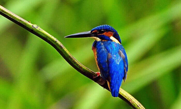 Thattekad Bird Sanctuary in Kerala