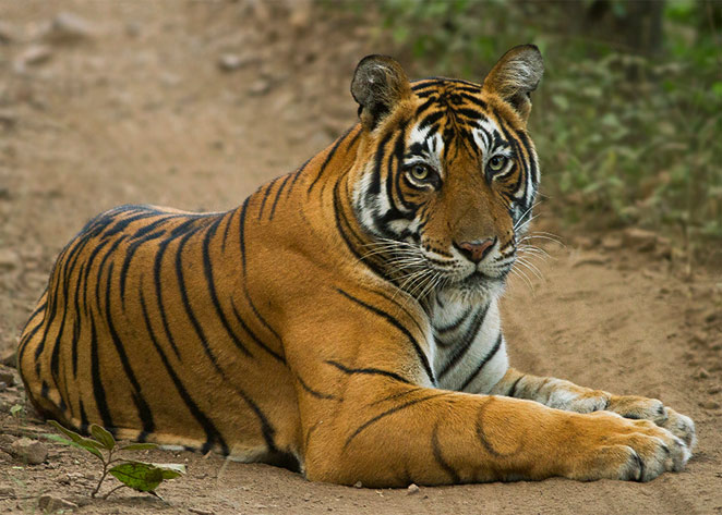 Must Visit National Parks in India for Spotting Tigers