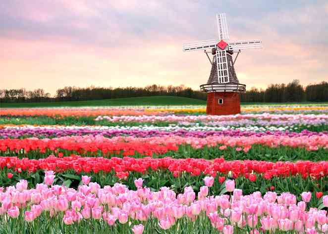 Tulip Fields, Netherland 