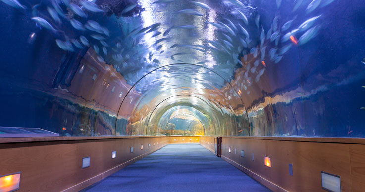 Fish Tunnel