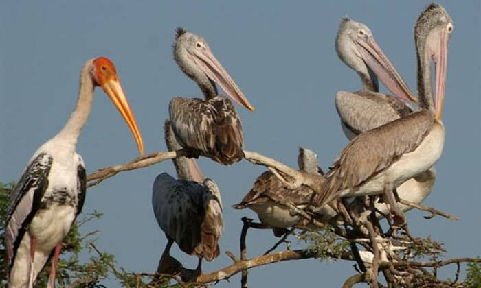 Uppalapadu Bird Sanctuary in Andhra Pradesh