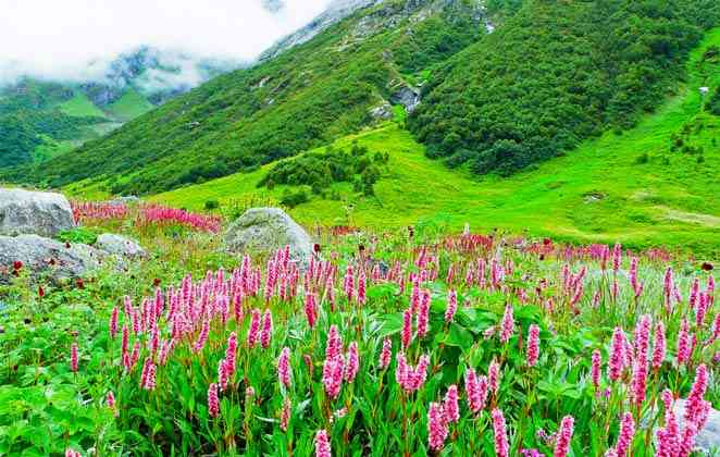 Amidst the Vibrant Colors of the Valley of Flowers