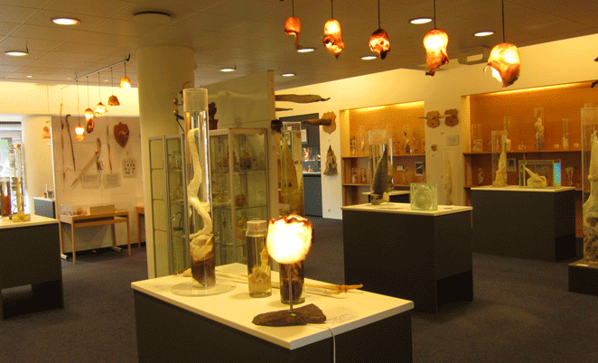 Icelandic Phallological Museum