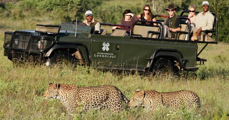 Take a Wildlife Safari in Africa