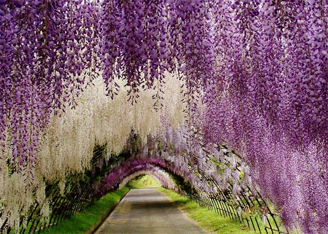 Wisteria Flower Tunnel in Japan